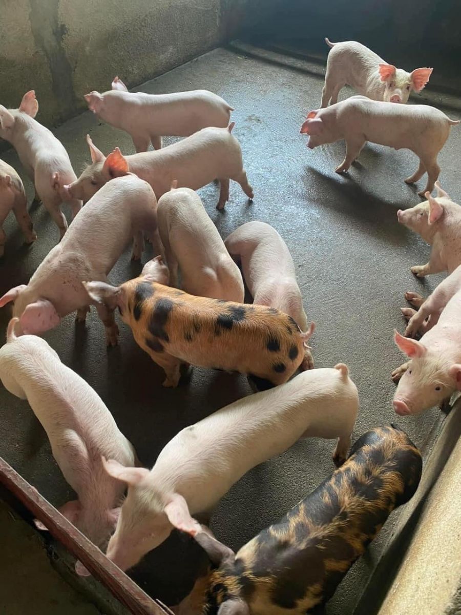 Giá heo hơi hôm nay 20/11/2023: Cao nhất đạt 53.000 đồng/kg